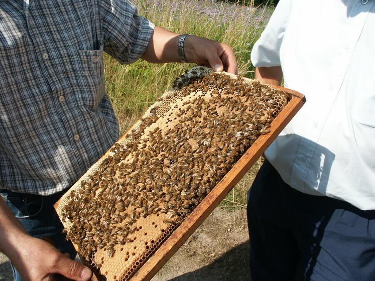 La miellée de colza est devenue la plus produite dans l'Hexagone. 