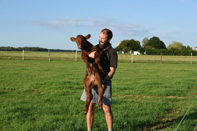 Lundi 21 août, à Ondreville-sur-Essonne. Né la veille, un petit veau est passé de l'autre côté de la clôture. Guénaël Brassamin le ramène à sa mère qui l'appelle.