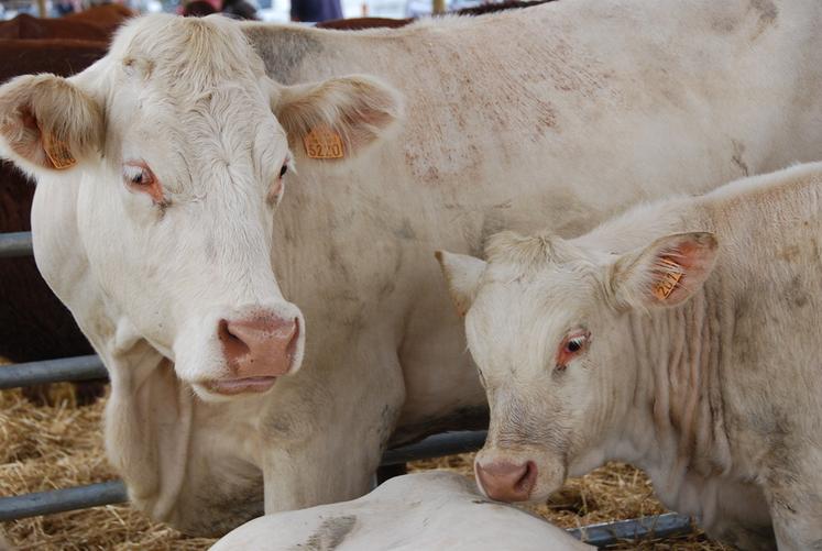 Les bovins sont tous concernés par la contractualisation obligatoire.