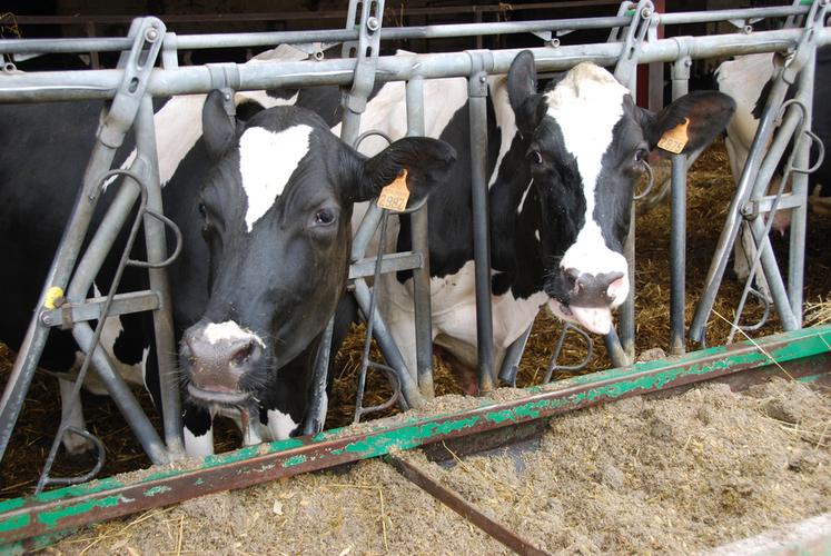 Depuis janvier, les bovins laitiers sont également concernés par la contractualisation obligtoire.