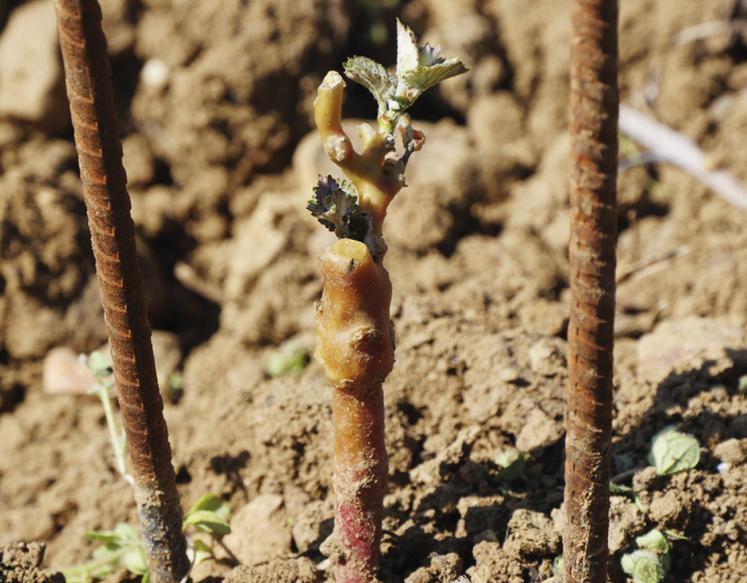 Arrachage de la vieille vigne, préparation et repos du sol, bonnes pratiques de plantation : tout compte pour faire en sorte que la nouvelle plantation s’enracine bien et pour longtemps.