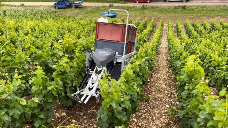 Le débardeur de caisses à vendange Guérin viticulture collecte jusqu'à neuf caisses.