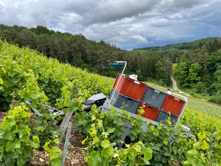 Le débardeur de caisses sur chenillette peut évoluer dans les parcelles très pentues.