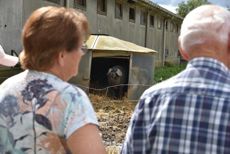 Idem pour rencontrer les cochons noirs de la ferme de Puiseaux : les groupes se sont succédé sans discontinuer, tout l'après-midi.