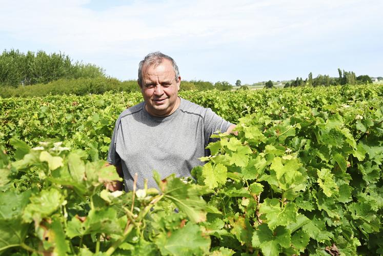Denis Bourdin, viticulteur à Couddes est satisfait de cette année 2023 dans les vignes. Il espère que les vendanges de début septembre seront correctes. 