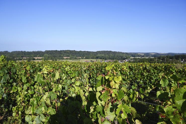 Les vignes des Côteaux Romanais se sont bien comportées durant cette année 2023. Les vignerons et viticuteurs du département espèrent obtenir de bons rendements. 