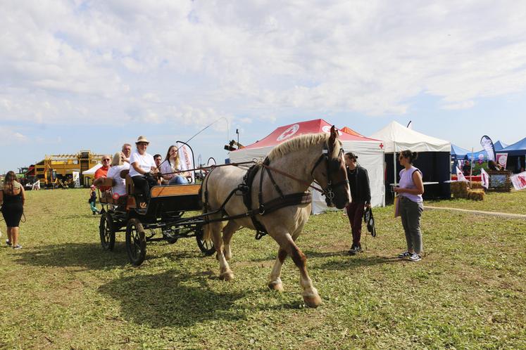 De nombreuses animations étaient proposées : tours en calèche, mais aussi baptêmes à poney, piscine de blé, course de buggy ou labyrinthe de paille.