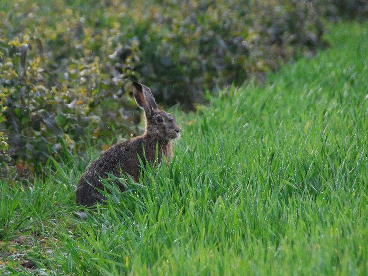 La campagne de chasse 2023-2024 a ouvert dimanche dernier.