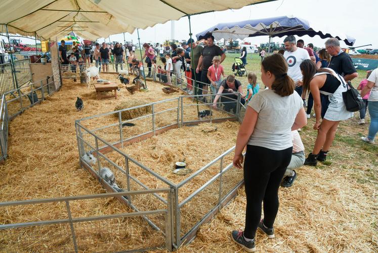 Pour le plus grand plaisir des enfants, la Ferme de Tiligolo (Essonne) a amené de nombreux jeunes animaux. 