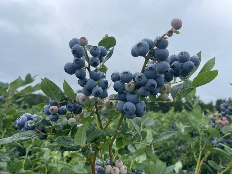 En fonction des variétés, les densités des grappes peuvent varier de 30 %.