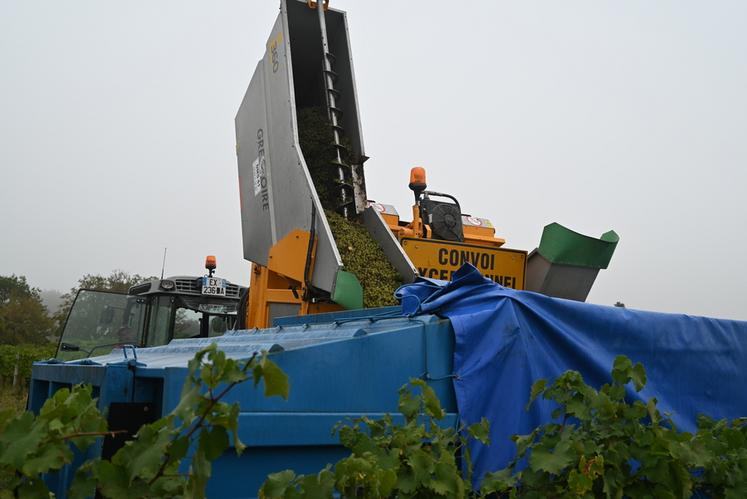 Les vendanges se passent correctement pour le viticulteur avec à priori de bons rendements en quantité et qualité.