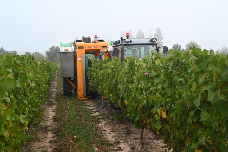 Reynald Drucy, viticulteur à Ouchamps, a démarré les vendanges lundi 11 septembre. 