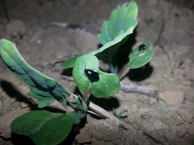 L’altise d’hiver adulte est active surtout dans les premières heures qui suivent la tombée de la nuit.