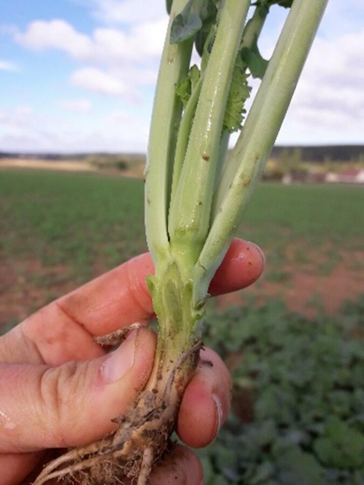 Au-delà de 8 feuilles, le régulateur n'empêche pas les élongations qui sont bien souvent déjà amorcées.