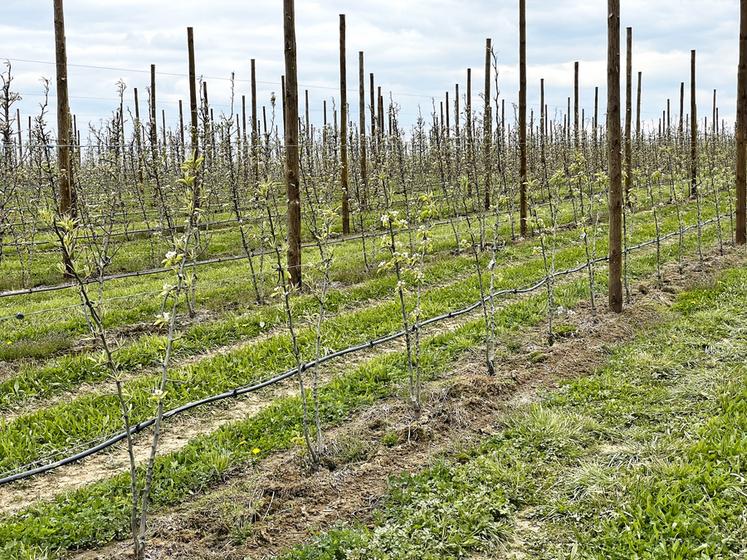 En arboriculture, les goutteurs sont espacés de 0,50 m. 