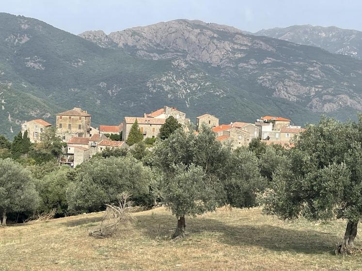 Le village de Sainte-Lucie-de-Tallano depuis les oliviers.