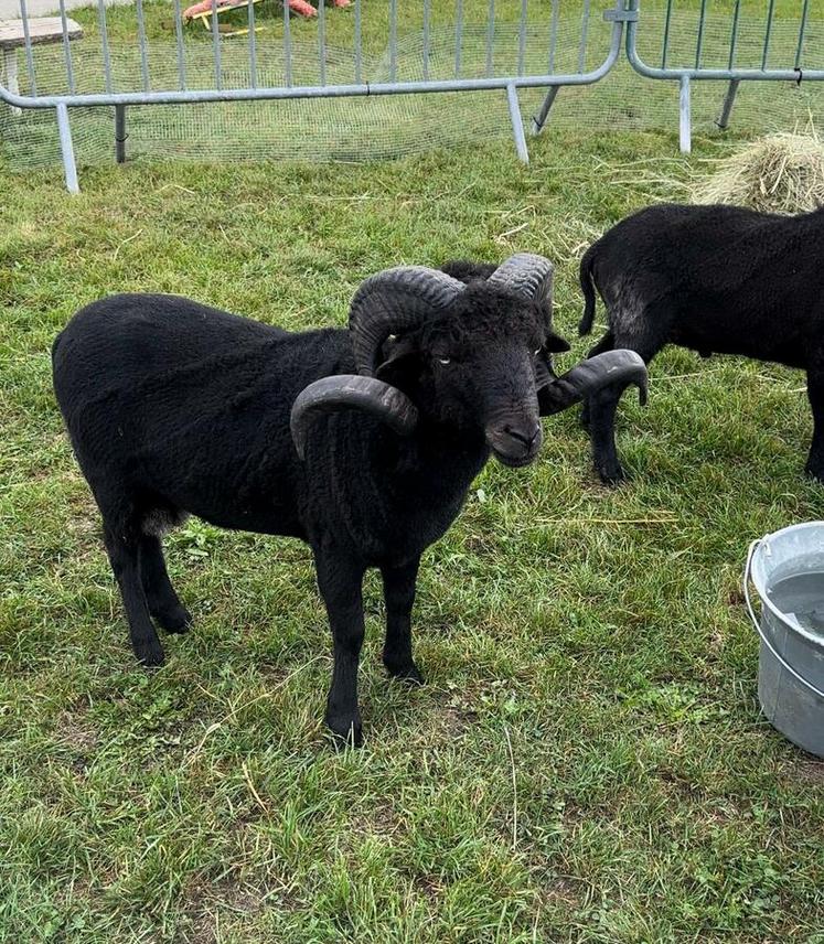 Le temps d'une journée, une mini-ferme a été aménagée dans l'enceinte du lycée.