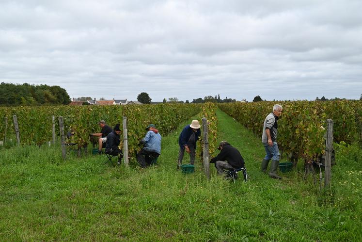 Les vendanges se sont bien déroulées au vignoble Le Petit Chambord, dirigé par François Cazin, avec des bons rendements en quantité et en qualité. 