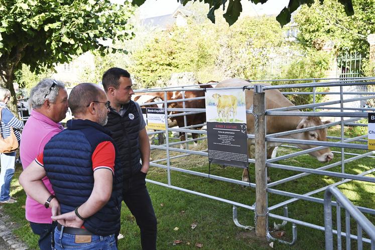 Les négociations entre acheteurs et éleveurs ont rythmé la foire aux bestiaux. Une poignée de main permettait de sceller la vente.