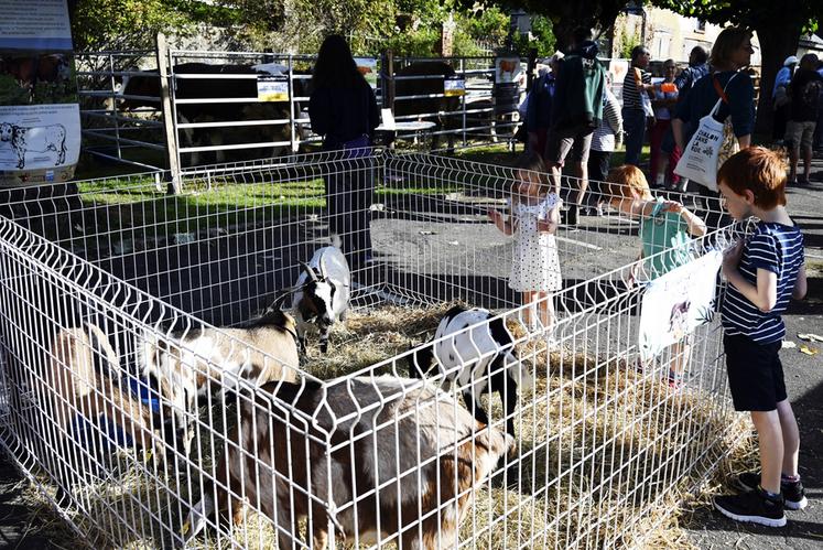 Les animaux d'ornements, moutons et chèvres, présentés par plusieurs éleveurs, ont fait le bonheur des enfants.