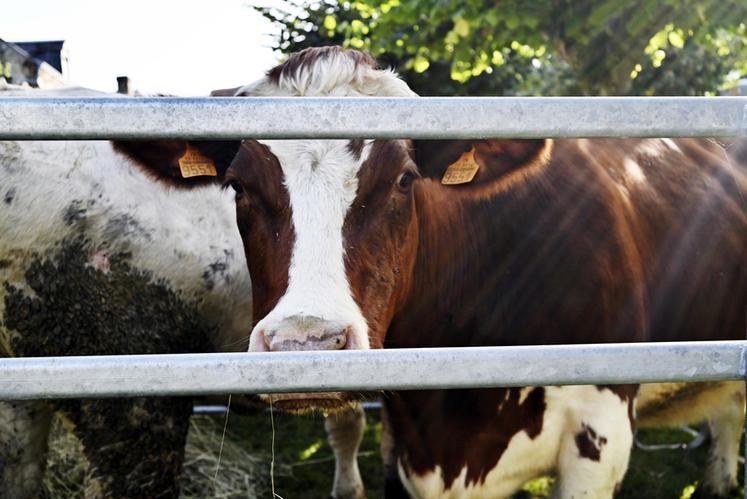 Quatre races de vaches étaient présentes lors de la foire aux bestiaux de Mondoubleau, dimanche 8 octobre, dont la saosnoise, une race locale percheronne ancestrale.