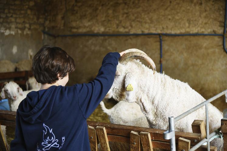Petits et grands étaient heureux de rencontrer les chèvres de race angora et les moutons de la ferme.