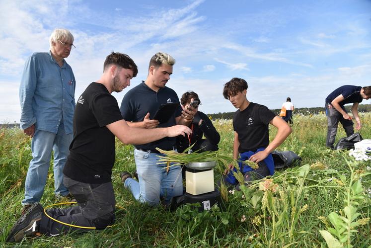 Les élèves du lycée Sully ont procédé à des calculs de biomasse dans la bande semée au drone et celle semée au semoir à dents. 