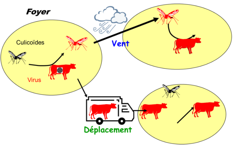 Schéma de circulation des culicoïdes, qui transmettent la maladie.