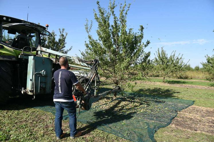 Pour récolter les amandes, une machine secoue l'arbre pour les faire tomber, puis il suffit de ramasser le filet posé préalablement en dessous.