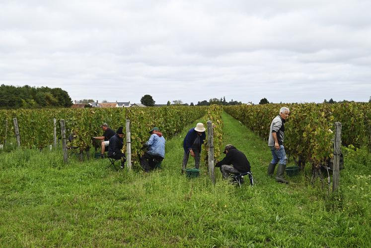 Une quinzaine de vignobles ont fait appel aux services du Groupement d'employeurs de Loir-et-Cher pour recruter des saisonniers pour les vendanges.