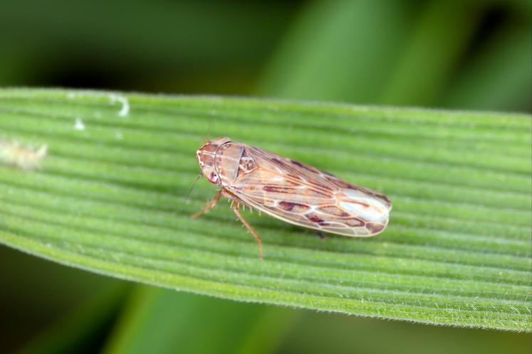 La cicadelle et le puceron occasionnent d’importants dégâts sur la production de blé, du fait des viroses qu’ils transmettent.