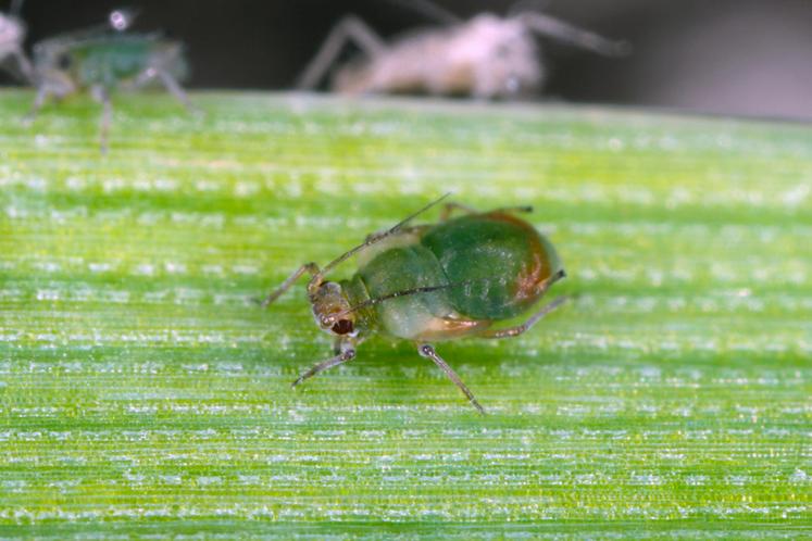 Effectifs d’arthropodes capturés et étudiés par le Laboratoire d’éco-entomologie pour le projet Iciba.