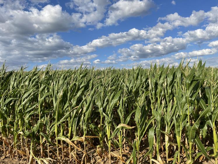 Les maïs irrigués atteignent les 110 à 120 q/ha, et les maïs non irrigués les 80 à 90 q/ha.