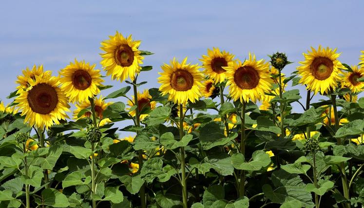 Les tournesols ont bénéficié d'une météo idéale dans le département.  