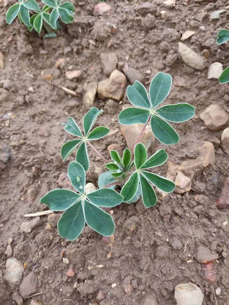 Semés fin septembre, les lupins atteignent le stade 3 à 8 feuilles.