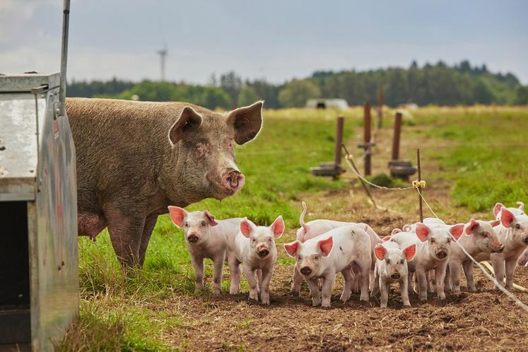 Une formation sur la biosécurité en élevage porcin est proposée par la chambre d'Agriculture. 