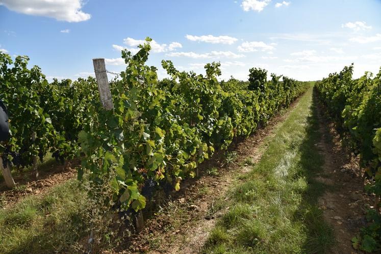 Une formation sur la taille des vignes est proposée le 11 décembre.