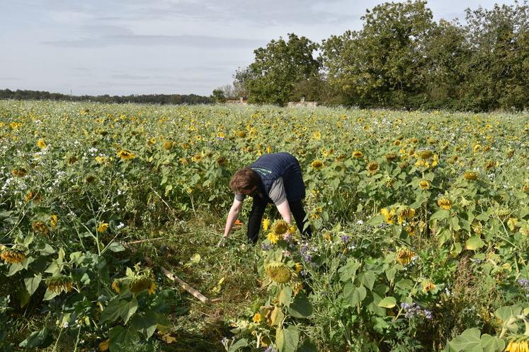 Un mètre carré est coupé et pesé pour estimer la matière organique.