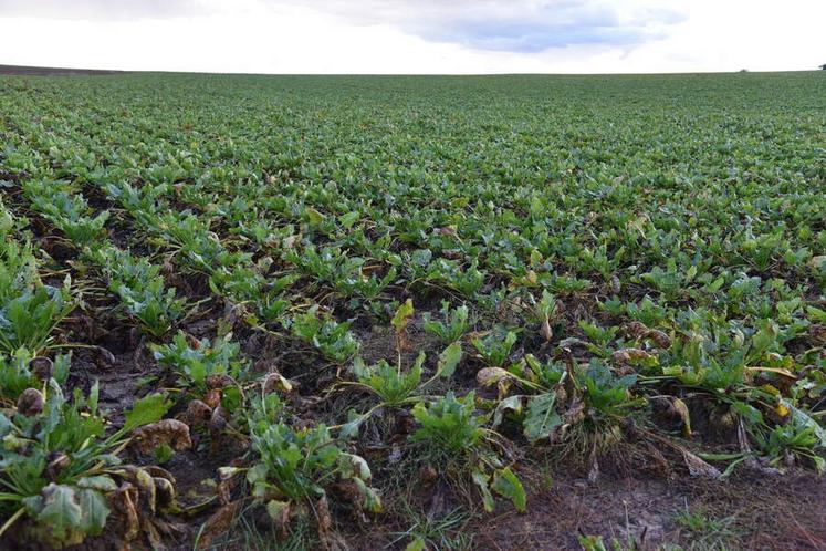 Les montants de la prime RegAg vont être étudiés prochainement. Les planteurs pourraient en bénéficier dès 2023.