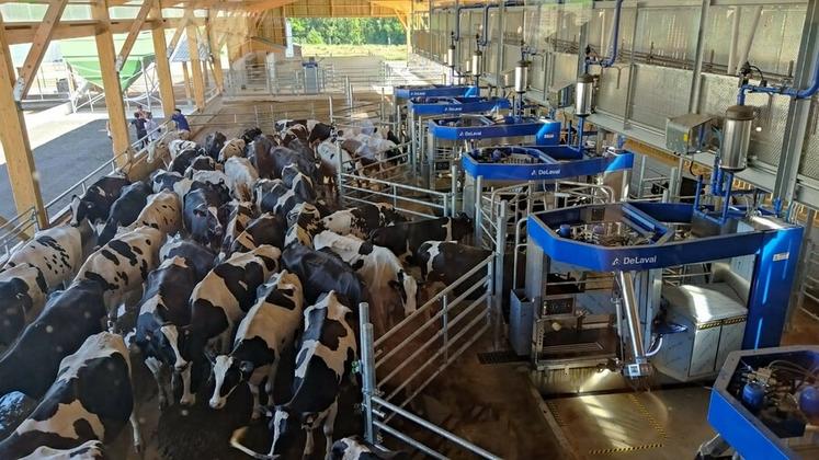 Le concept de traite par lots Batch Milking permet de déléguer la traite à des robots sans être soumis à une astreinte 24h/24. Il consiste à parquer les animaux comme avec un roto ou une salle de traite classique.