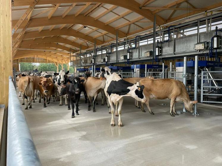 La Ferme de la Tremblaye, dans les Yvelines, dispose de six robots pour traire 220 vaches laitières deux fois par jour.