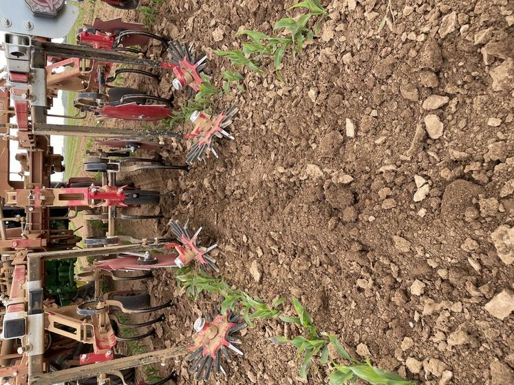 La SCEA Pousse a passé deux fois sa bineuse à une dizaine de jours d’intervalle. La fertilisation localisée a été positionnée lors du deuxième binage.