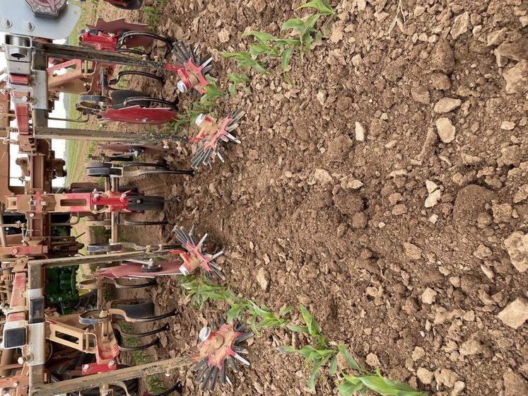 La SCEA Pousse a passé deux fois sa bineuse à une dizaine de jours d’intervalle. La fertilisation localisée a été positionnée lors du deuxième binage.