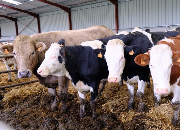 Le Gaec souhaite développer la production de bœufs croisés, élevés à l’herbe. 