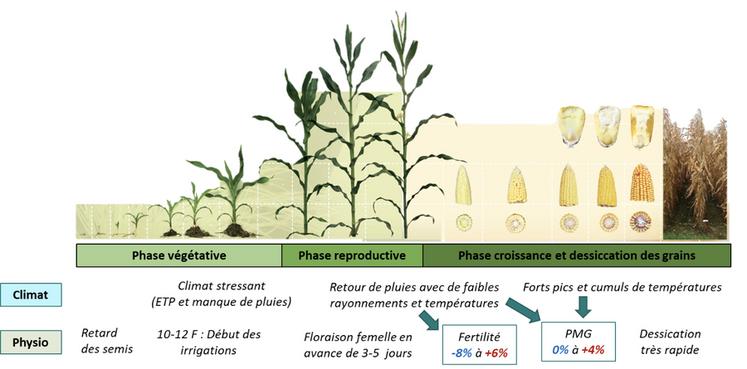 Figure 2. Résumé de la campagne maïs grain 2023. En bleu : conditions bien irriguées ; en rouge : conditions d’irrigation restreinte.