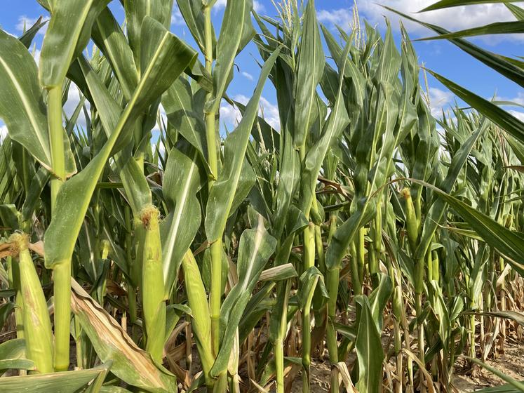 Malgré le climat, le bilan de la campagne maïs est plutôt satisfaisant en régions Centre et Île-de-France.