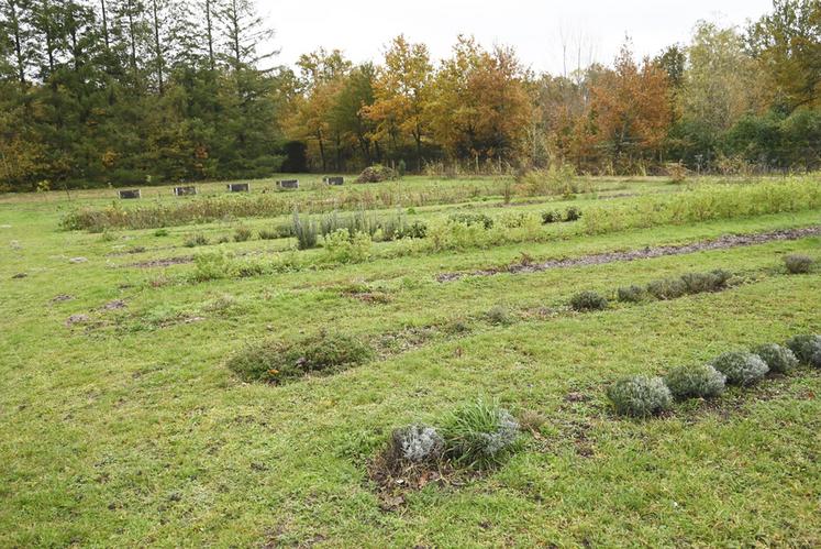 Jeanne Hermant cultive plus de 70 espèces de plantes différentes sur 2 000 m2 de terrain en Sologne.