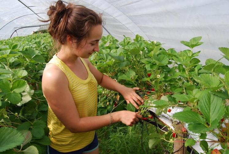 L'autocueillette pour que vous choisissiez vous-même vos produits.