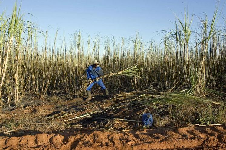 Une partie de la production de sucre de canne est transformée