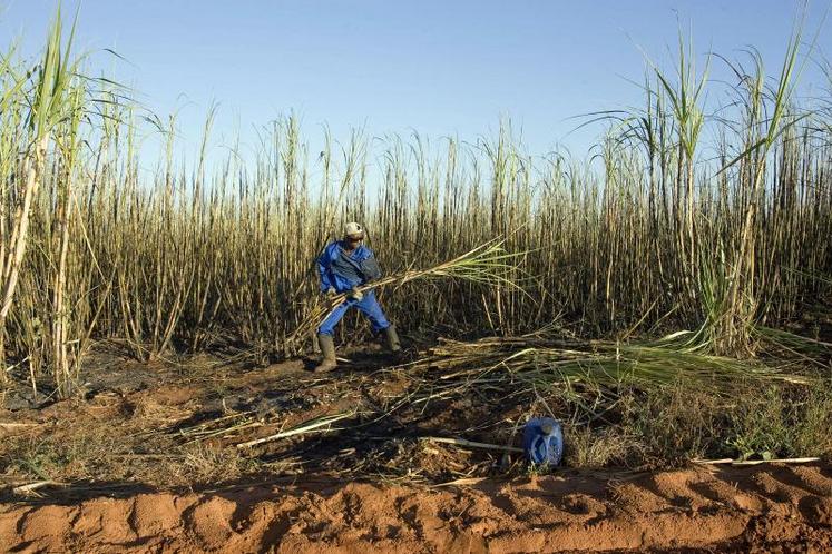 Une partie de la production de sucre de canne est transformée